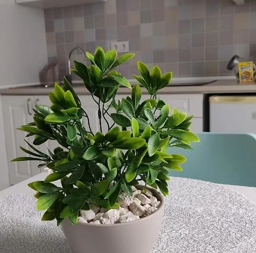 Guimar New Style, Tu Nueva Eleccion Cordoue